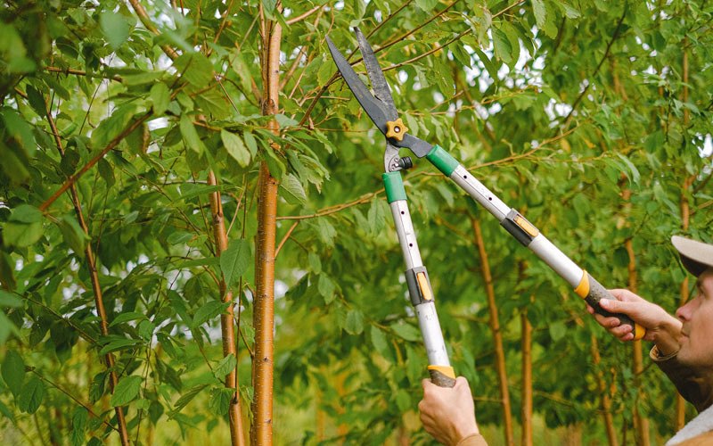 Tree trimming in Ancram, NY